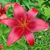 Red Lily