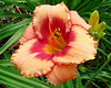 Daylily