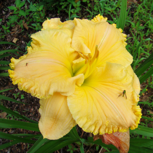 Daylily