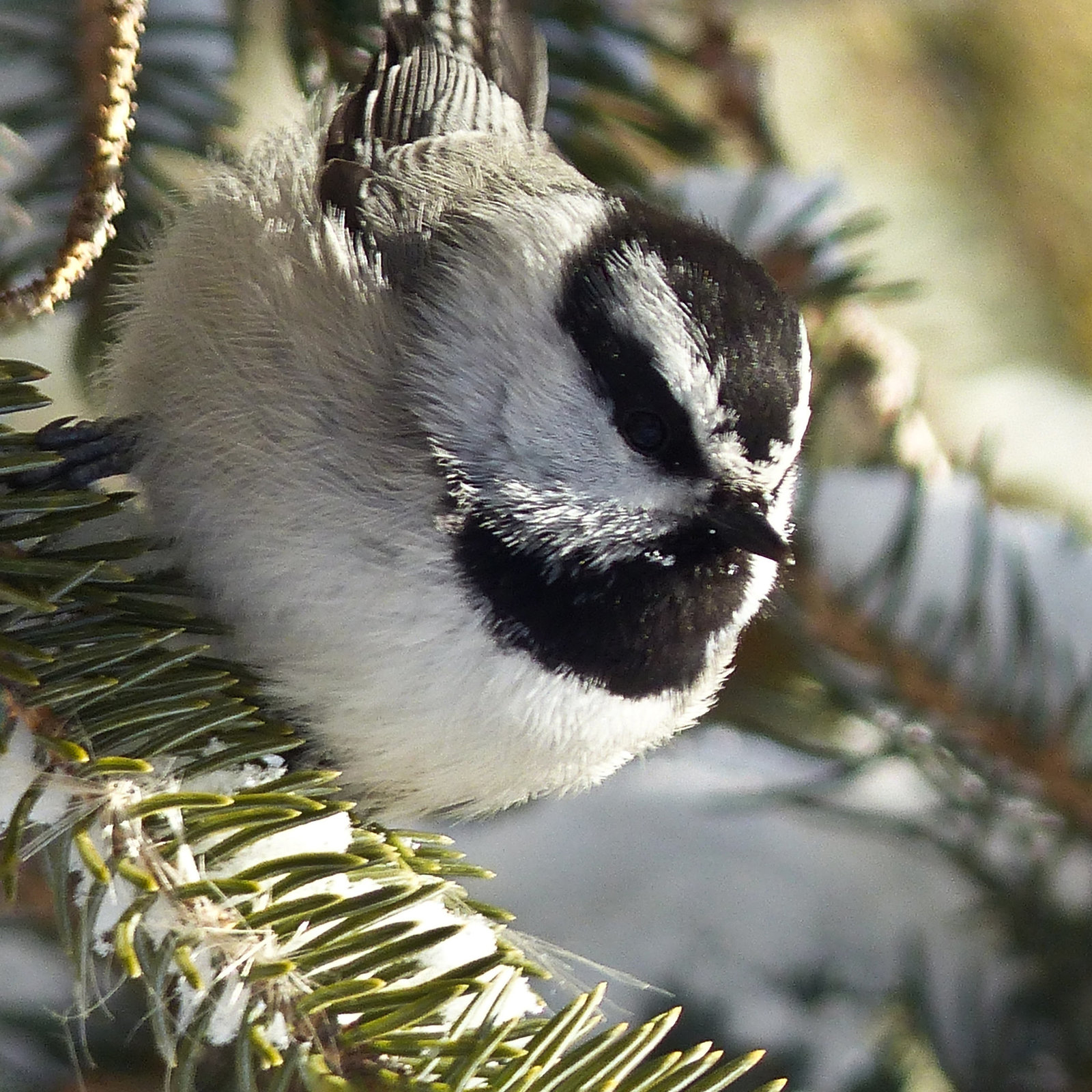 Mountain Chickadee