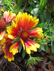 Gaillardia