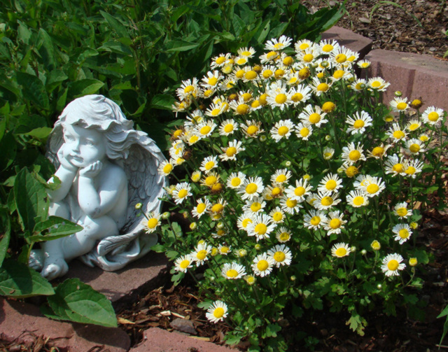 Chrysanthemums and Angel