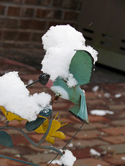 Whirligig hummingbird in snow