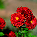 Red Chyrsanthemum