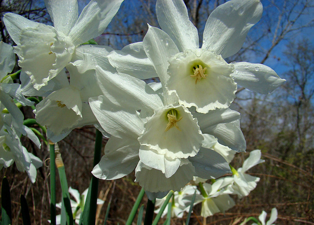 Narcissus Thalia