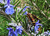 Wasp and Rosemary