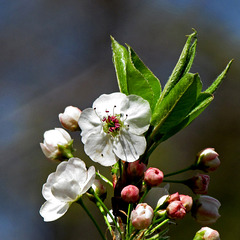 Hawthorn Flowers