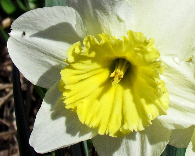 Daffodil "Ice Follies"