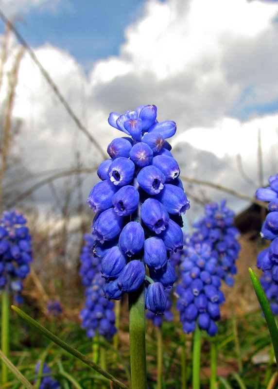 Grape Hyacinth