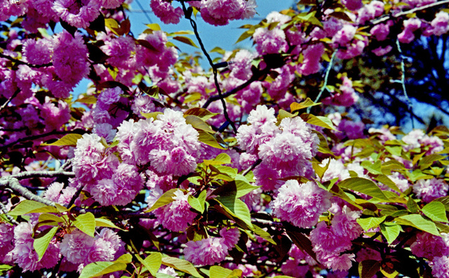 Japanese Cherry Blossoms