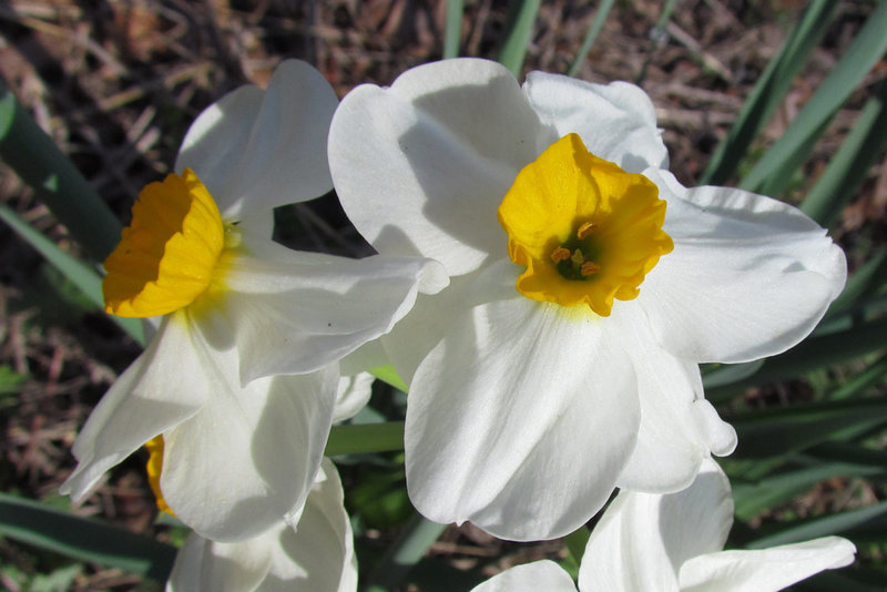 Two harbingers of spring