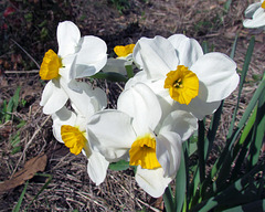 Narcissus flowers