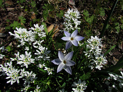 Spring flowers