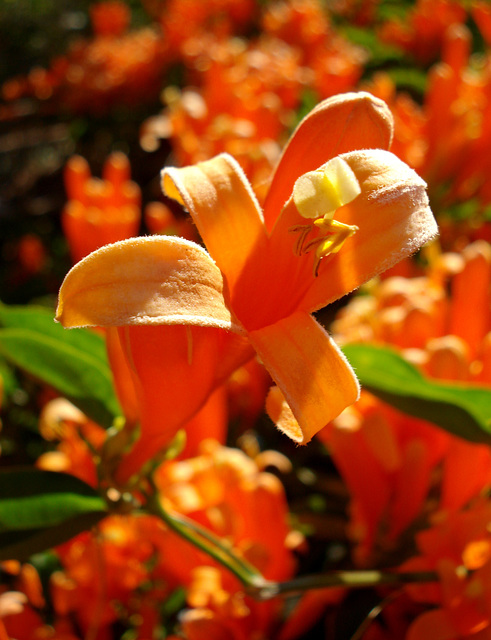 pretty in orange