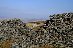 Sheep with a view