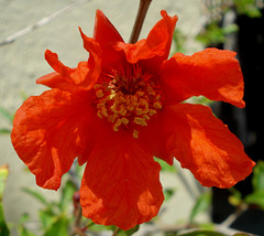 Pomegranate flower