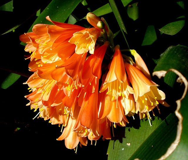 Bunch of orange flowers