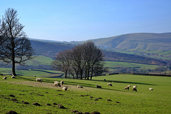 Moorfield trees