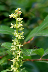 Slender Bog Orchis