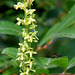 Slender Bog Orchis