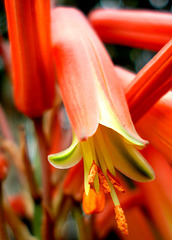 Aloe flower