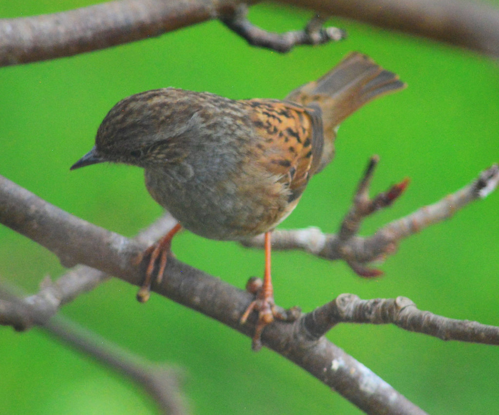 Dunnock