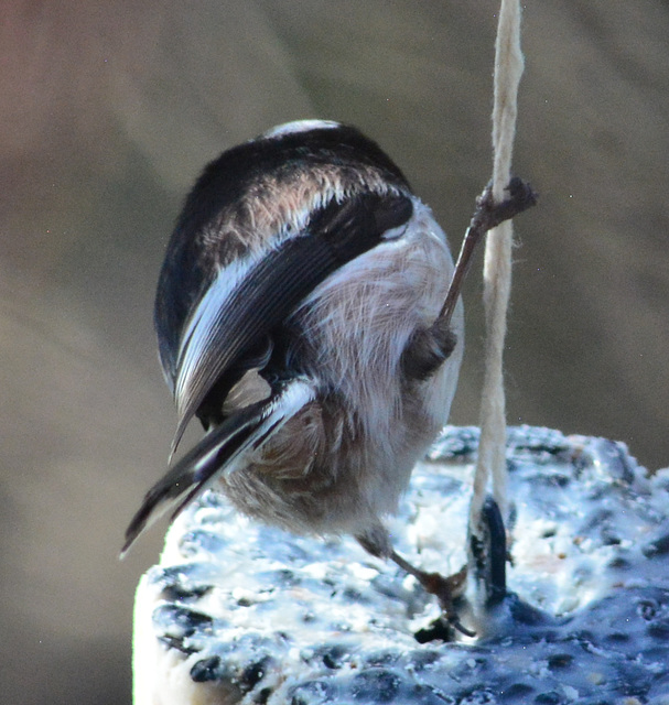 Long Tailed Tit...does my bum look big in this!?