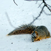 Squirrel in the Snow