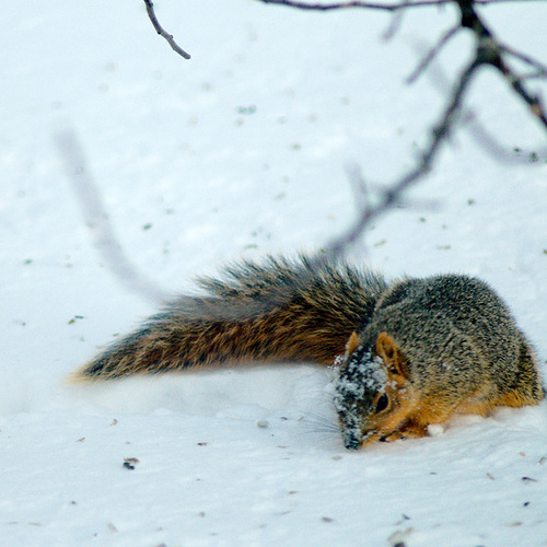 Squirrel in the Snow