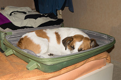 Jack Russell Terrier Clifford DSC03696