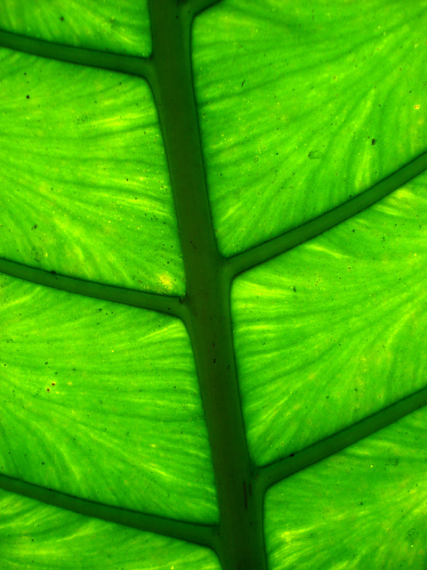 stained glass leaf