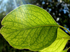 Eucalyptus leaf