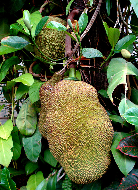 young jackfruit