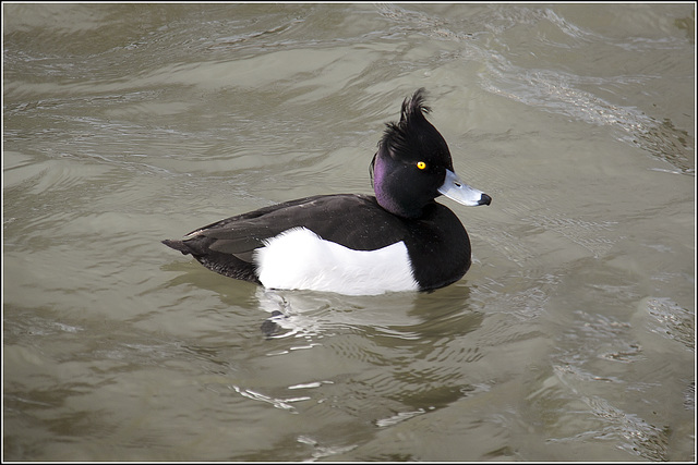 Tufted Duck