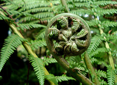 Tree Fern detail