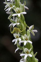 Elegant Piperia and Crab Spider