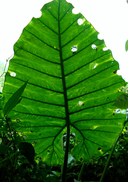 big leaf