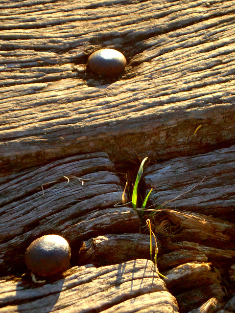 Boardwalk Yarra_1