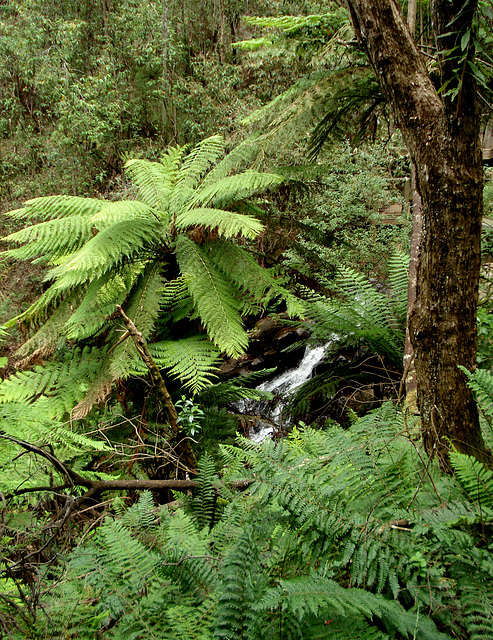 Olinda Falls