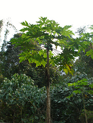 Papaya tree