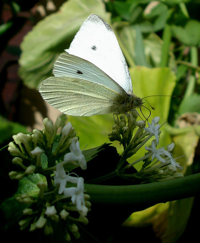 Schmetterling / butterfly