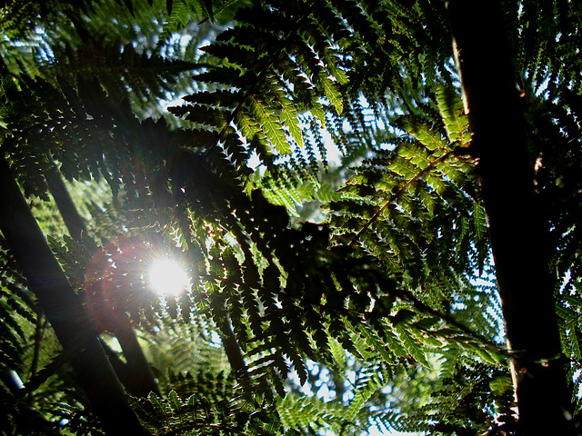 sun through fern trees