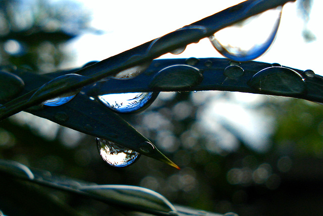 Callistemon after autumn rains_1