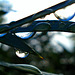 Callistemon after autumn rains_1