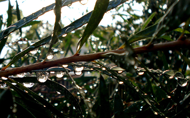 Callistemon after autumn rains_2