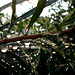 Callistemon after autumn rains_2