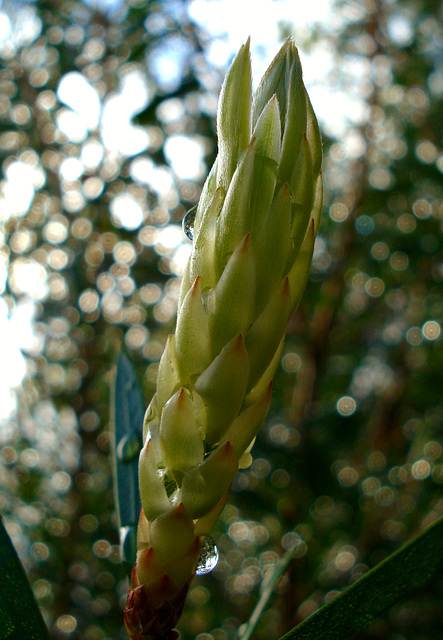 Callistemon after autumn rains_3