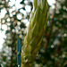 Callistemon after autumn rains_3