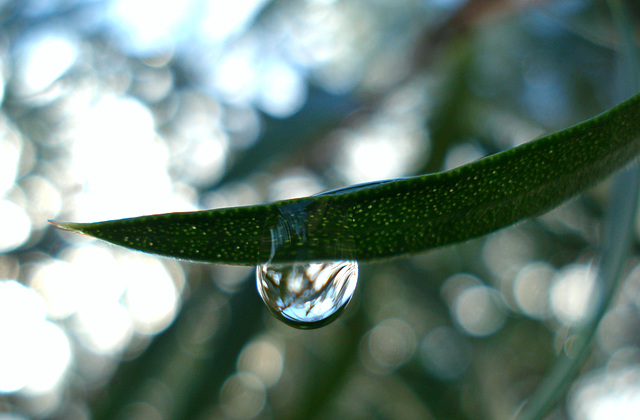 Callistemon after autumn rains_4