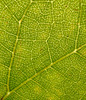 vine leaf map